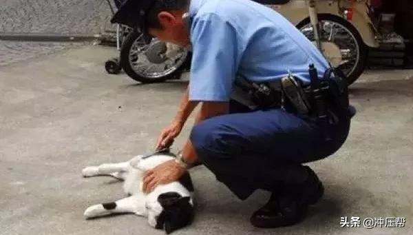 日本为什么不造超跑,日本对假货有什么处罚