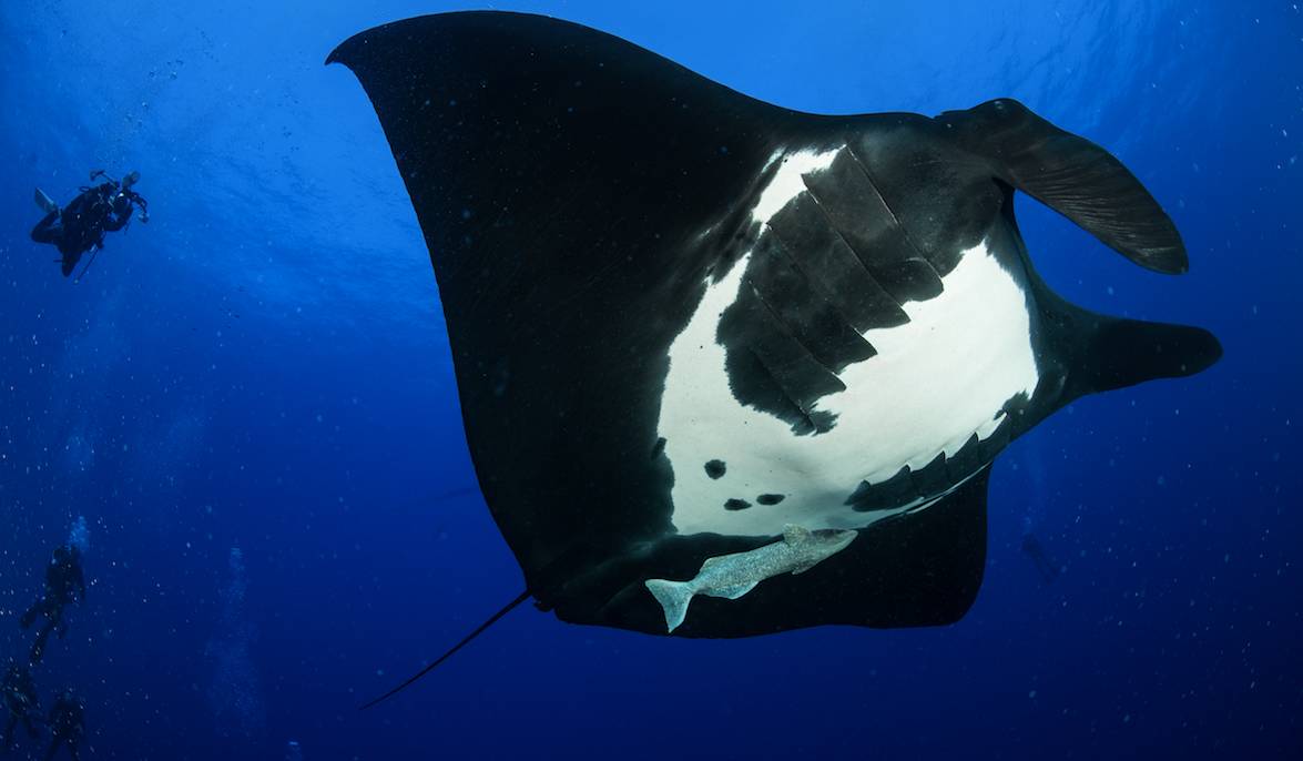 如果见过鲨鱼的家，你还会不会吃鱼翅？