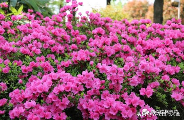 快死的杜鹃花还能救活吗,杜鹃花刚栽活就掉叶子怎么办