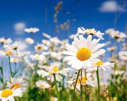 河南大学在职研究生招生信息网,河南大学人工智能研究生招生