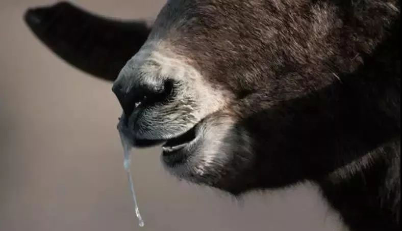 羊反复咳嗽一直不好，下面两个方法帮助你？