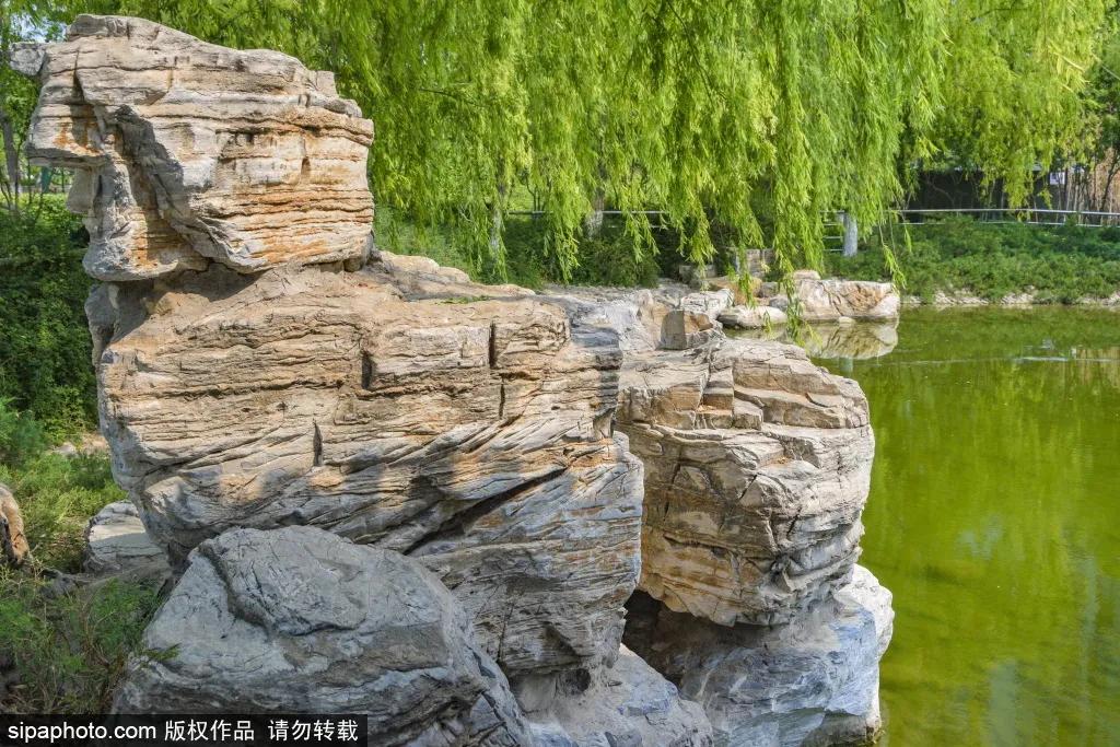 紫色花海免费版,紫色花海免费