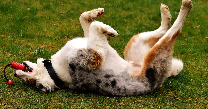 狗狗总扯着绳子狂奔怎么办,狗狗总是扯衣袖是什么意思