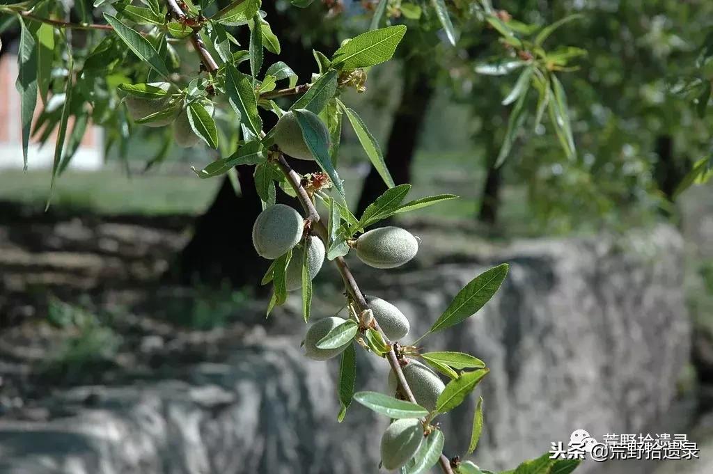 新疆巴旦木历史,巴旦木的前世今生