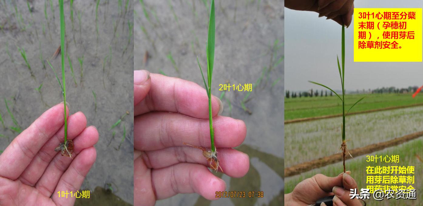 稻田除草技术,水稻田封闭除草的最新方法