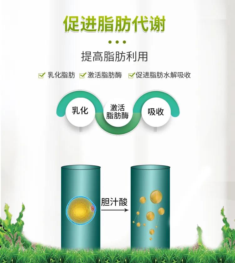 蛋鸡脂肪肝综合征的防治,蛋鸡脂肪肝氯化胆碱正确使用方法