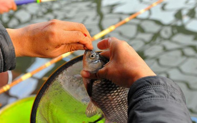台钓鲫鱼竿钓大物什么台钓竿好,台钓怎么选竿子好用