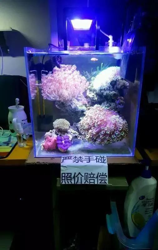 大学生1000元在宿舍开缸，还贴“禁止手碰”的标识，担忧舍友关系