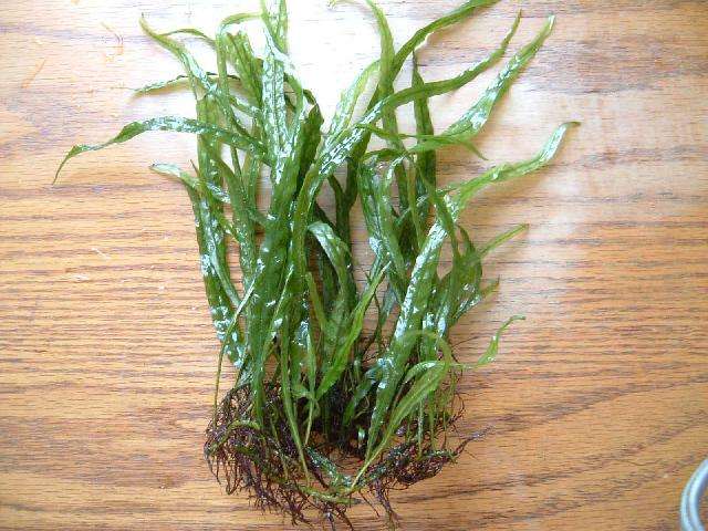 草缸细叶铁发黑？把这4点弄明白，让鱼缸草旺鱼美