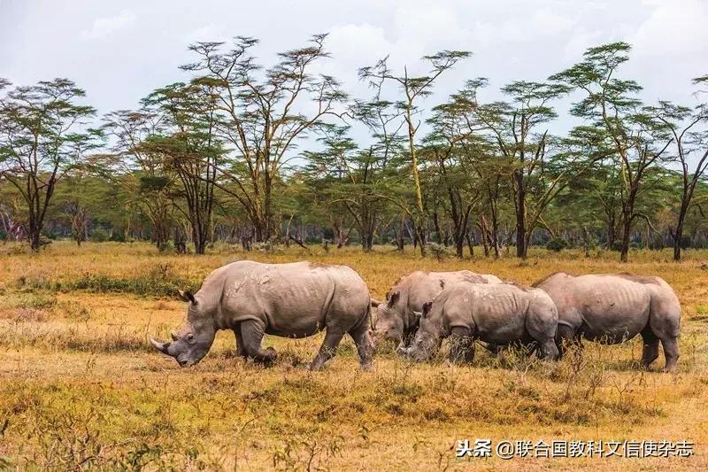 全球最后一头北方白犀牛去世,世界最后一只白犀牛什么时候死的