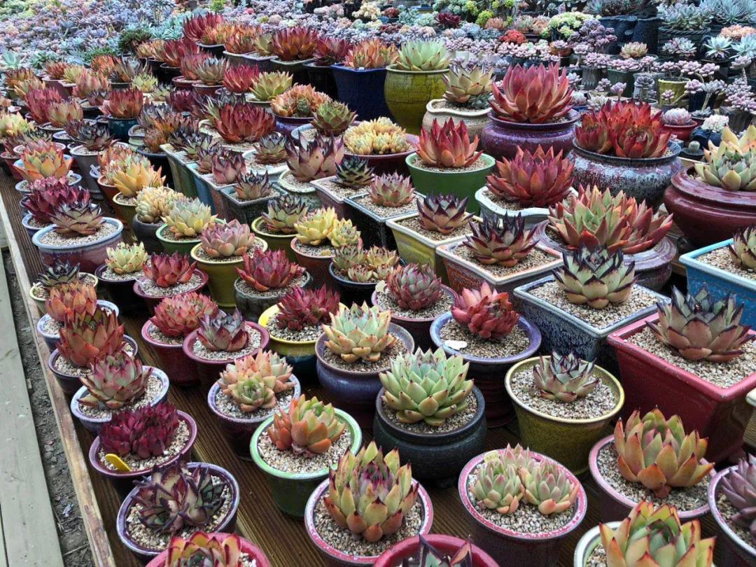 一棵多肉直播间,一元一棵多肉直播间