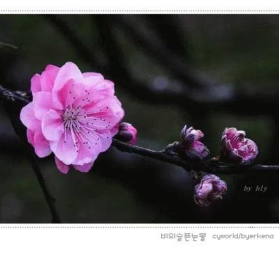 世界中诗旭月传媒.中诗国际文学总社（诗友合辑）