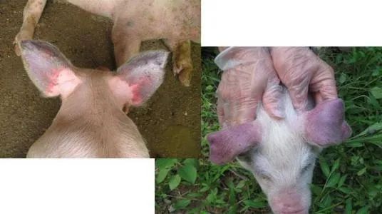 蓝耳毒株对母猪的危害,蓝耳病猪对人有影响吗
