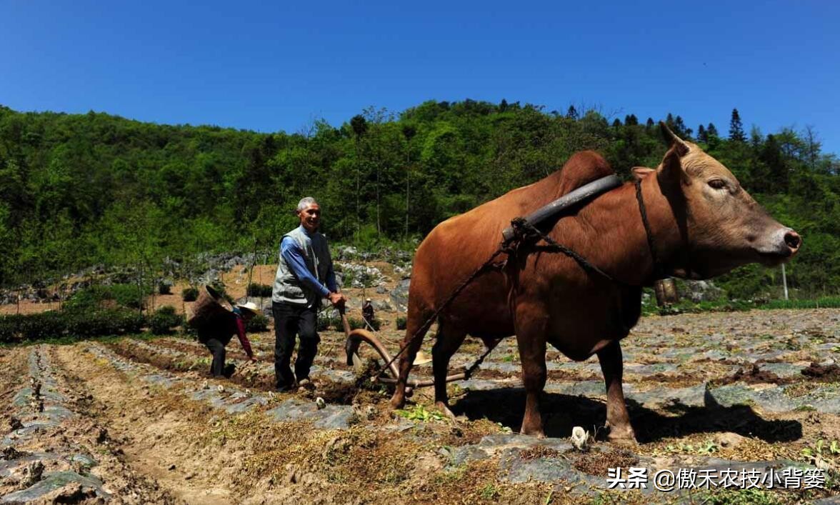 花生带壳播种比剥壳播种，真的更省工、省肥、病害少、产量高吗？
