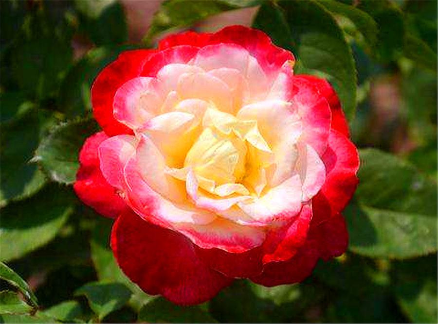 散发花香的盆栽花卉,适合室内盆栽常开花有花香的花卉