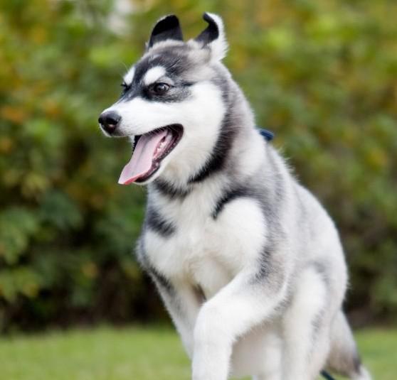 阿拉斯加犬与哈士奇哪个更有价值,阿拉斯加犬和哈士奇可以同养吗