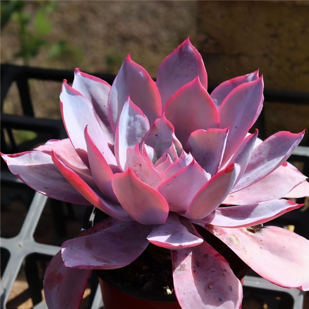 10种多肉天生爱徒长,不能“宠”着养,虐一虐才漂亮