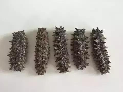 海参界最好的海参,海参物种科普