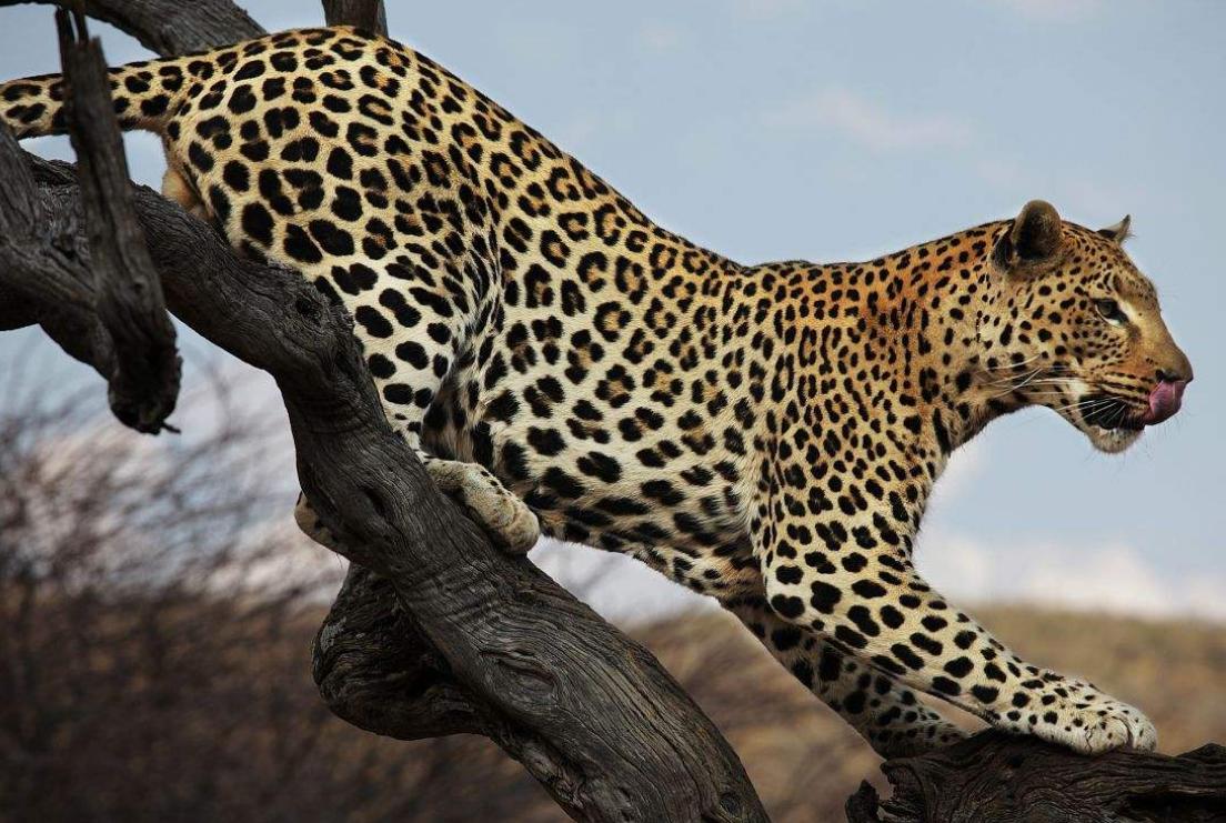 豹子跟狮子谁更厉害,豹子如果和狮子一样大谁厉害