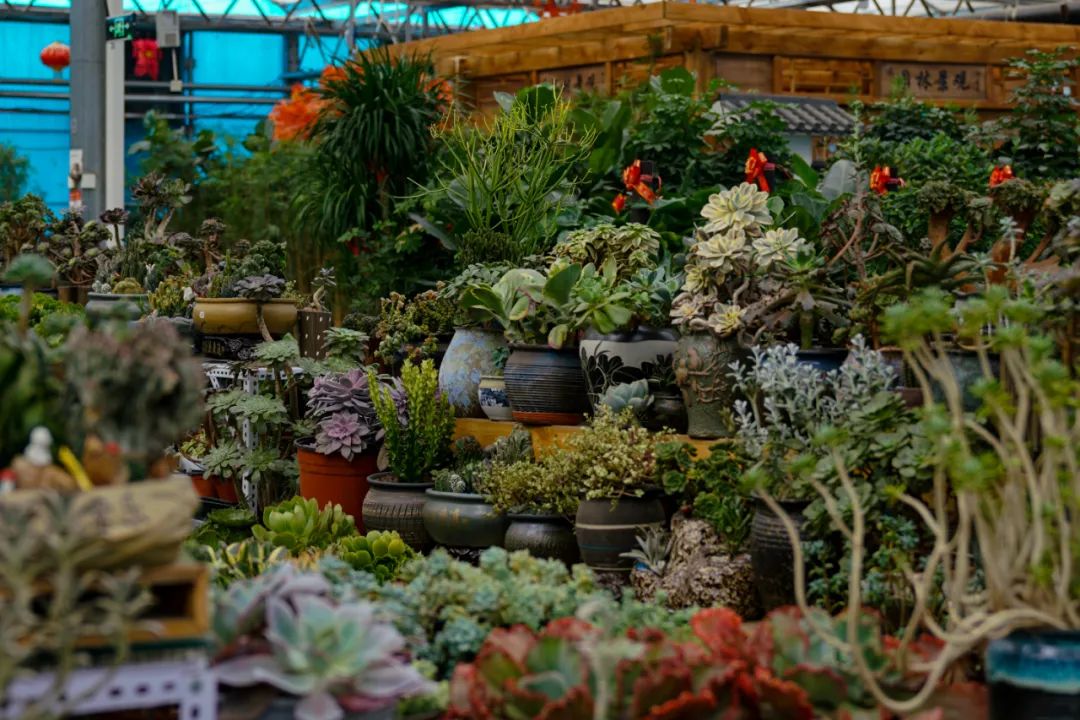 乌鲁木齐附近最便宜的花市,乌鲁木齐市花街在哪里