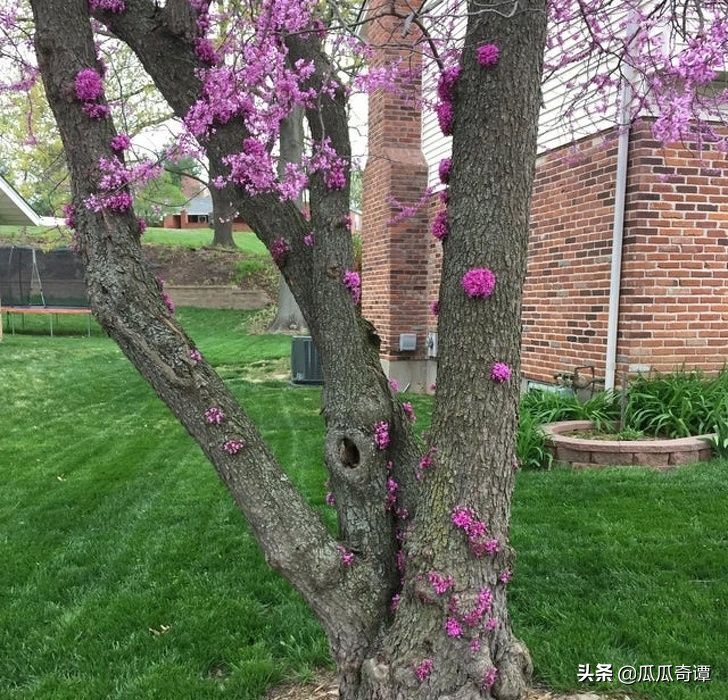 恶魔果实水果性能,恶魔果实图鉴108种属性