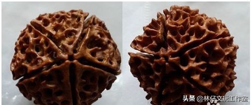 尼泊尔大金刚与落地红的简单区别,印尼大金刚就是落地红吗