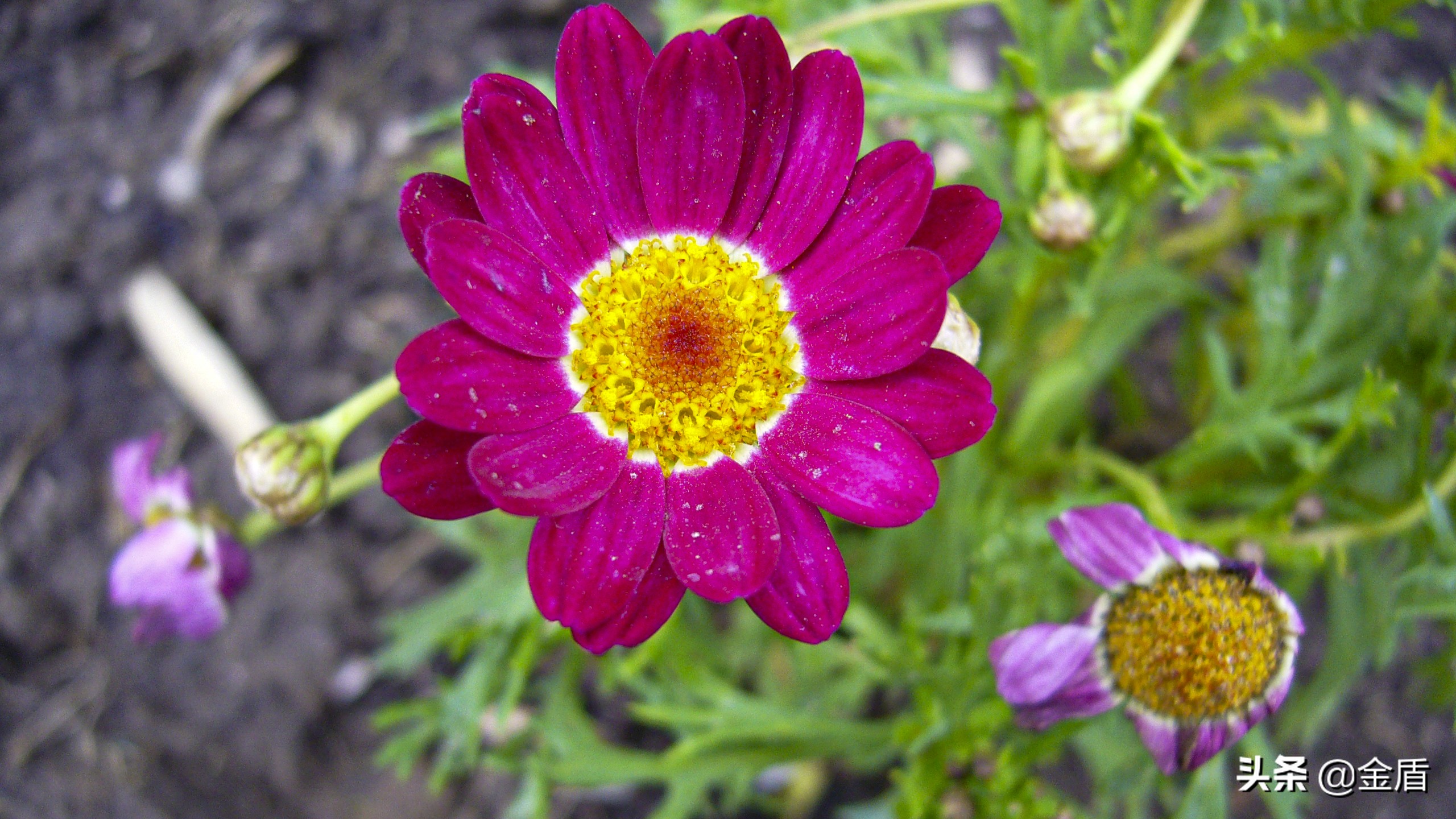 木茼蒿图文,五彩斑斓的观叶植物