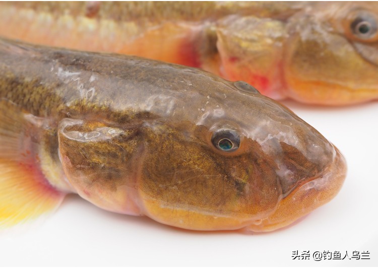 串钩小白鱼的技巧和方法,沙光鱼串钩视频