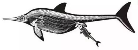 福寿螺和田螺都是卵生的吗,为什么田螺是胎生而福寿螺是卵生