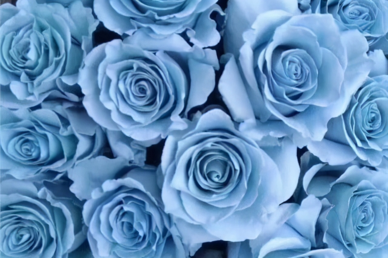 值得入手的玫瑰花,最受欢迎的玫瑰花品种排行