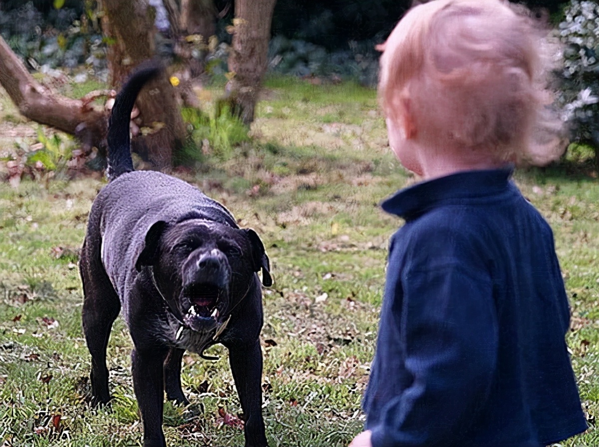 训犬师教育孩子,训犬师与主人的沟通