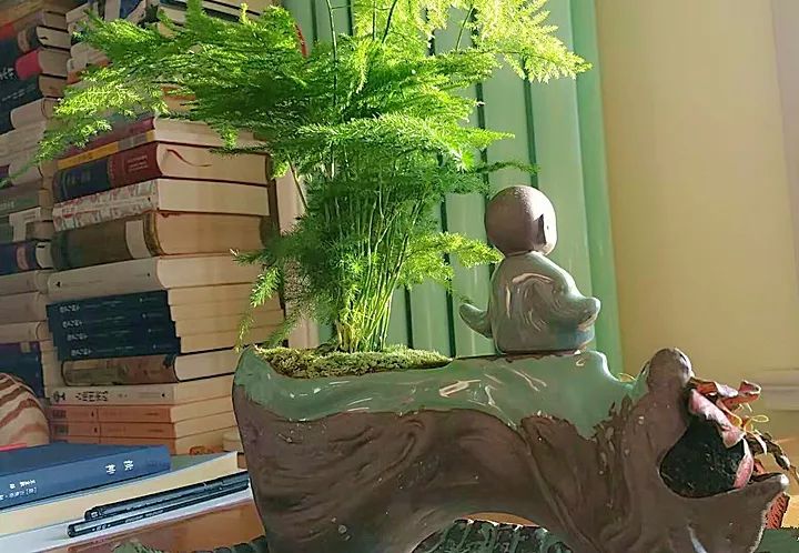 10种好养的花草,这些绿植养在家里高级又实用