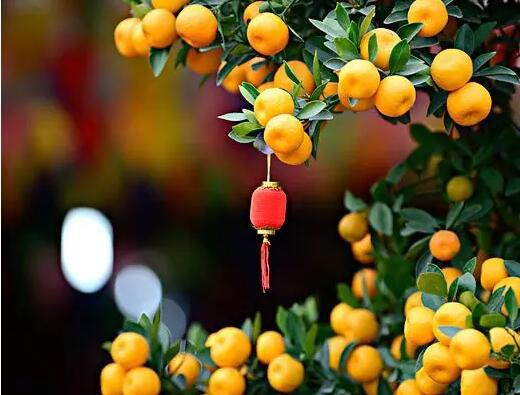 今年有哪些年宵花,春节6种年宵花推荐颜值高寓意好