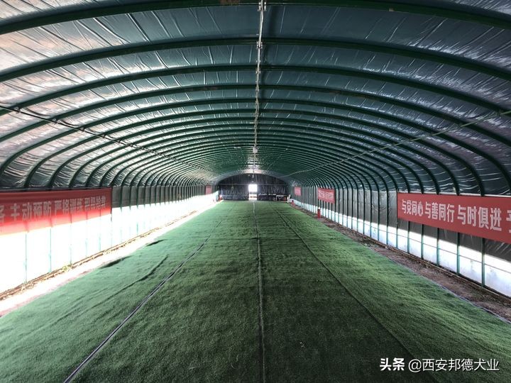 宠物训练学园,宠物训练营学校