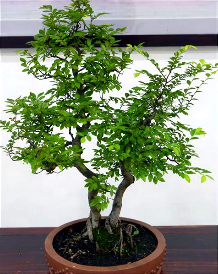 黄杨出现烂根后停止浇水会恢复吗,黄杨盆景如何提根增粗