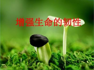 增强生命的韧性教学反思,增强生命的韧性知识点