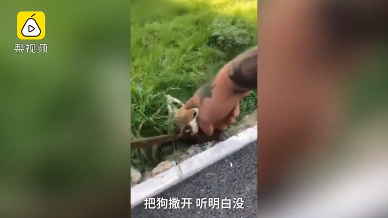 警察捕捉流浪狗,辽宁捕杀流浪狗