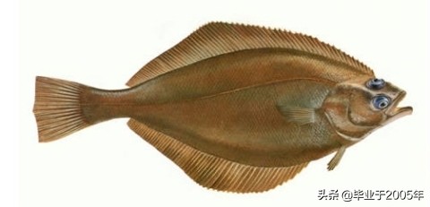辽宁常见的鱼有哪些,辽宁沿海常见鱼