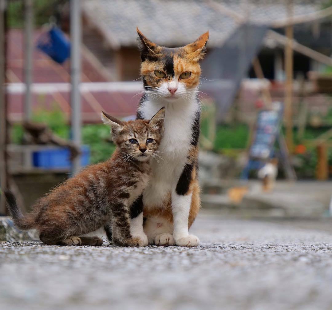 英短杂交中华田园猫,怎样鉴别中华田园猫