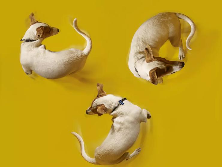 狗狗保护主人的行为,狗狗的34种行为解读