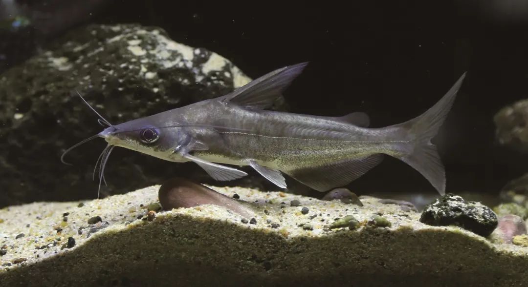 盘点那些大到离谱的淡水鱼,各种淡水鱼你认识吗