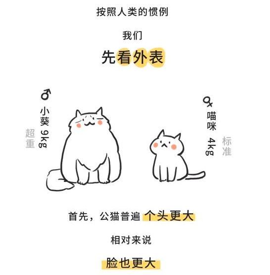 青云计划宠物写作技巧,青云计划游戏获奖文章