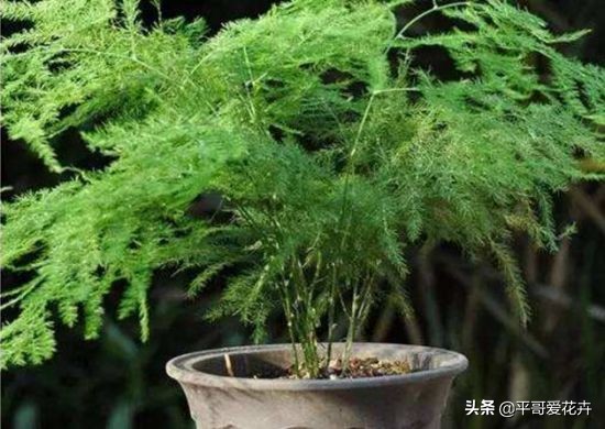 文竹烂根怎么补救,文竹烂根怎么办如何补救