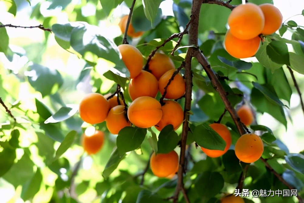 杏儿熟了课文,杏儿熟了原唱完整版