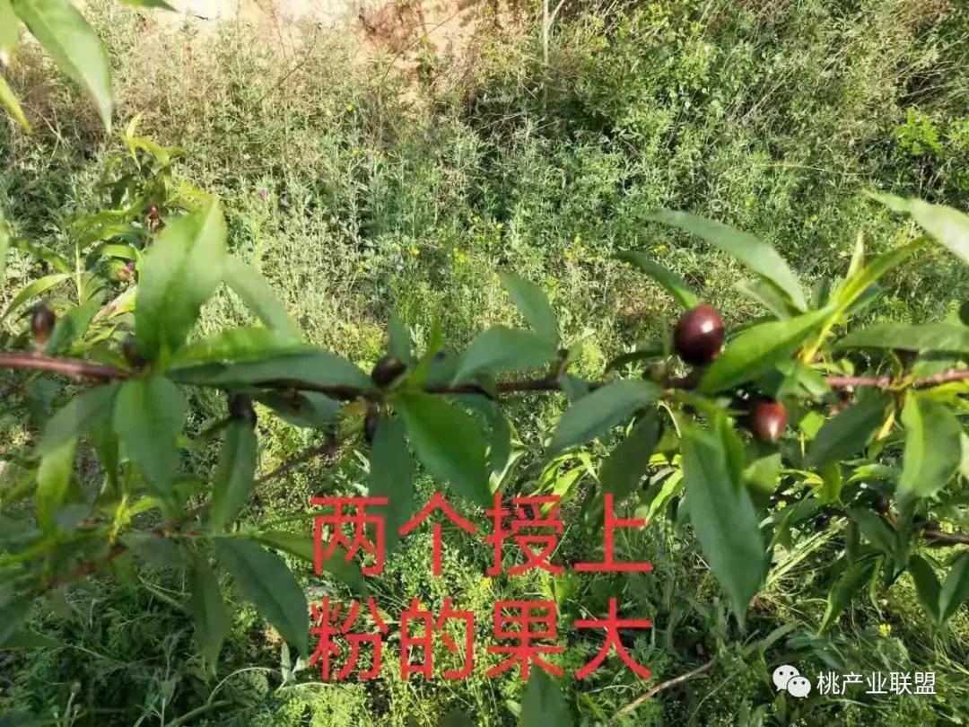 桃奴！桃奴！坚决不能留