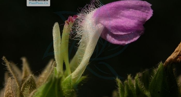 能够防风的植物有什么特点,防风植物长什么样子