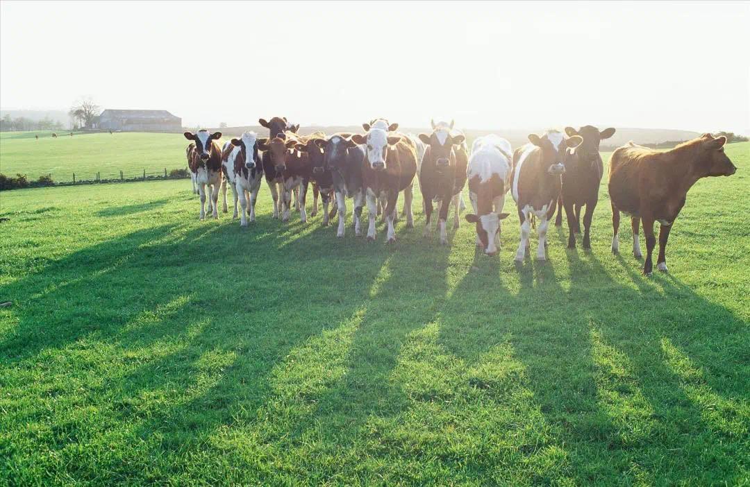 澳洲有机成长奶粉品牌,澳洲进口婴儿奶粉推荐
