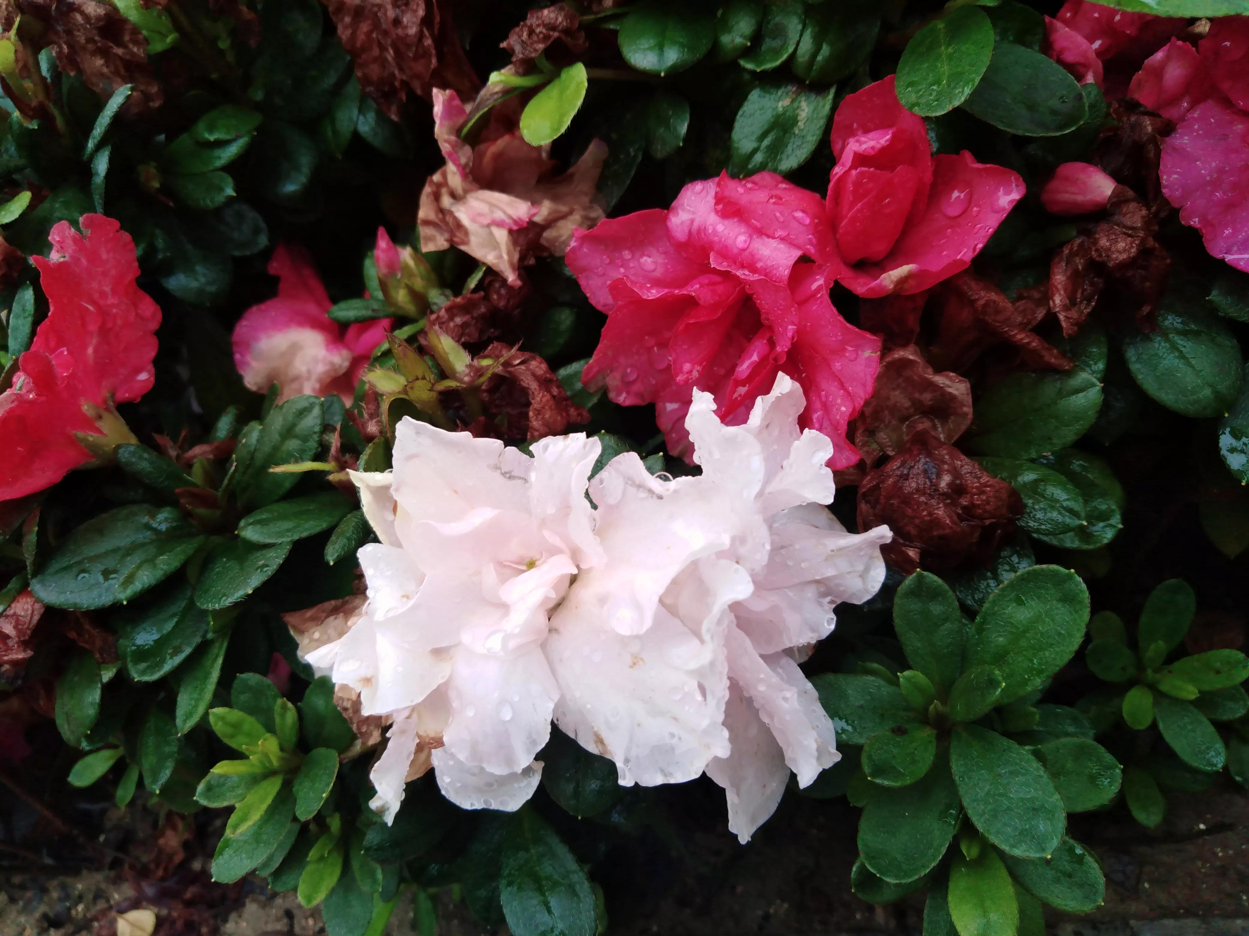 嘴长毛短浅含膘,嘴长毛短浅含膘是什么生肖