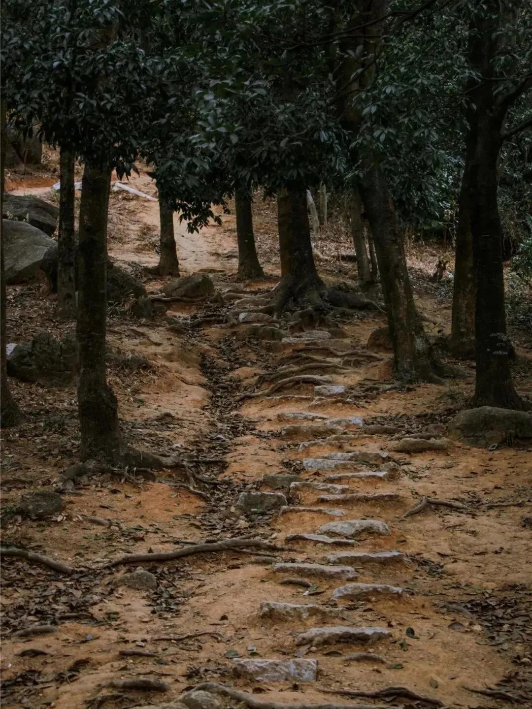 深圳首条手作“原始登山道”，人少好爬景色超美…过年去哪不用愁