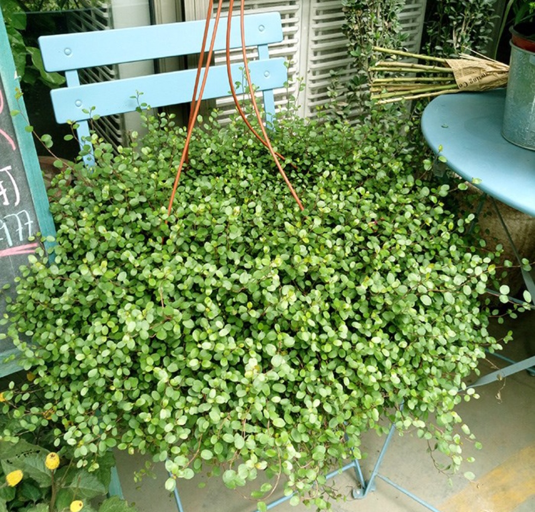 18种院子好看的花儿,18种漂亮的花